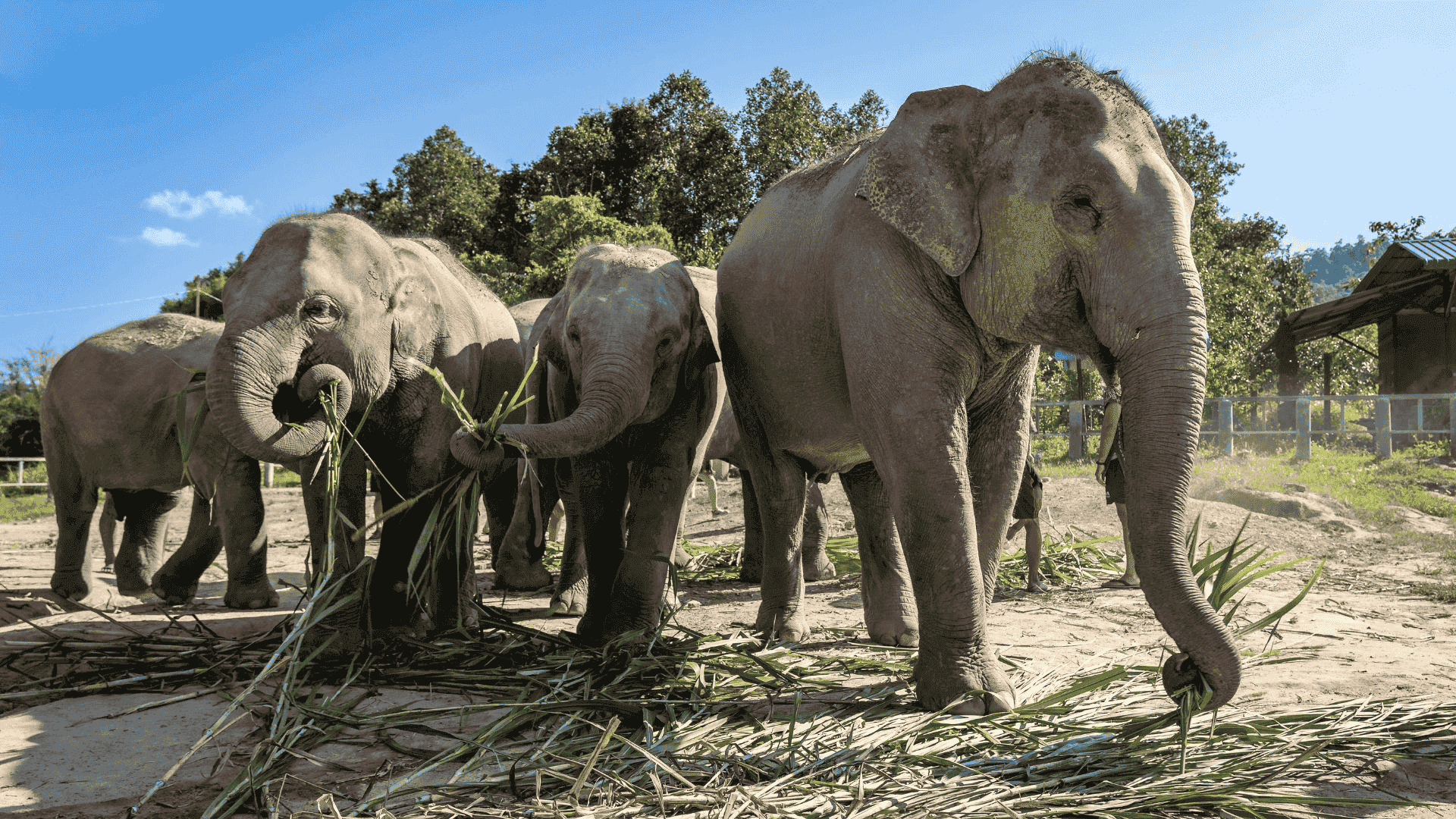 elephant jungle sanctuary in thailand