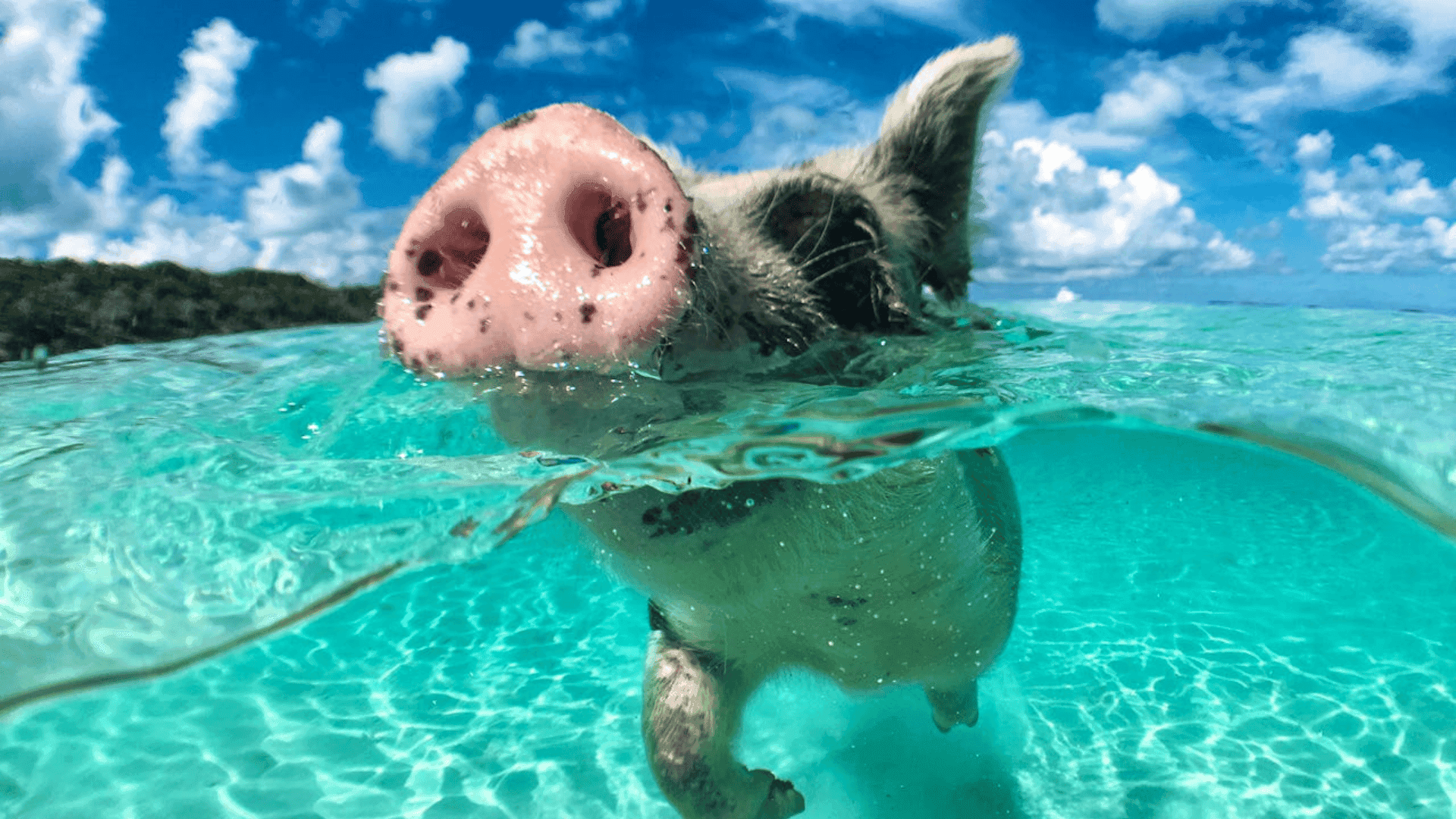 Pig's Paradise