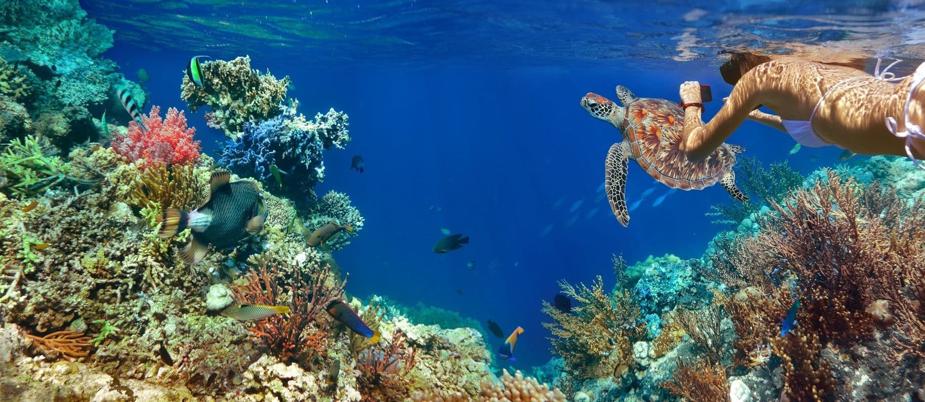 snorkelling-antigua-turtle