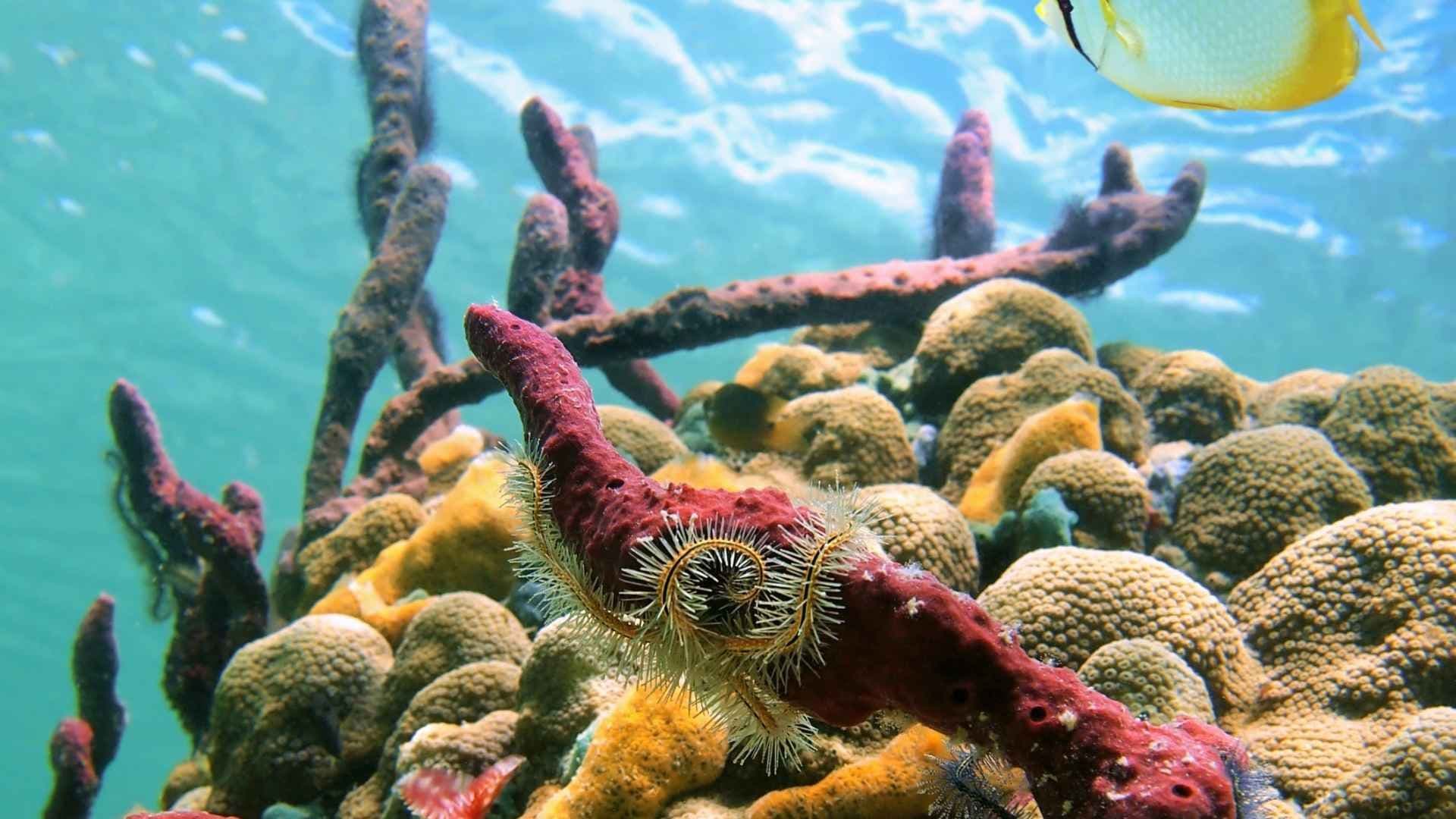 snorkelling-caribbean-coral