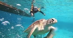 komodo-indonesia-turtle