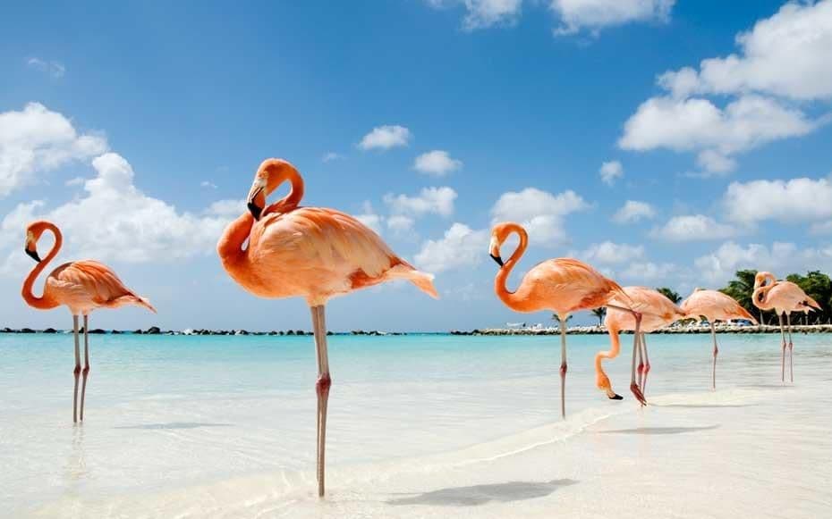 flamingos-bvi-beach